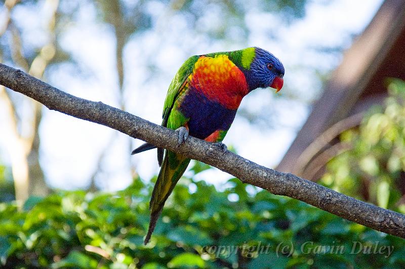 Rainbow lorikeet outside The Polish Place restaurant, Mount Tamborine IMGP0705.jpg